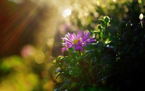 英语教师节祝福语结婚哥哥