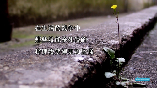 崔夫人英文网名