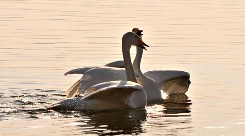 仙女可爱三人闺蜜网名