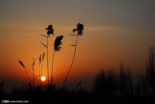 槐花怎么晒干（怎么晒槐花）