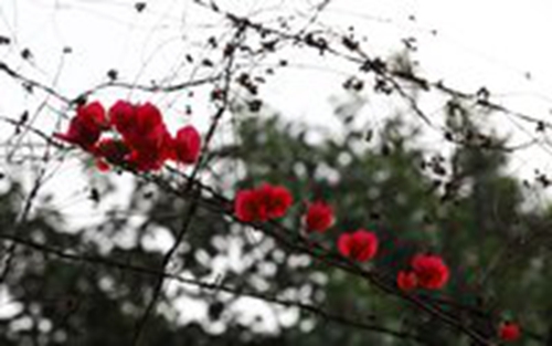 修罗场是什么意思