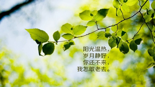 母胎单身是什么意思 母单solo是什么意思