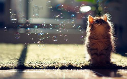 猎奇是什么意思